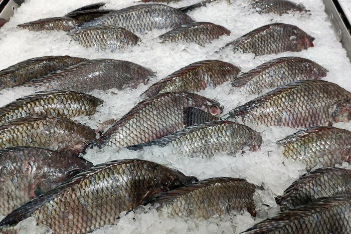 В британском порту на торгах продали тунца весом 210 килограмм