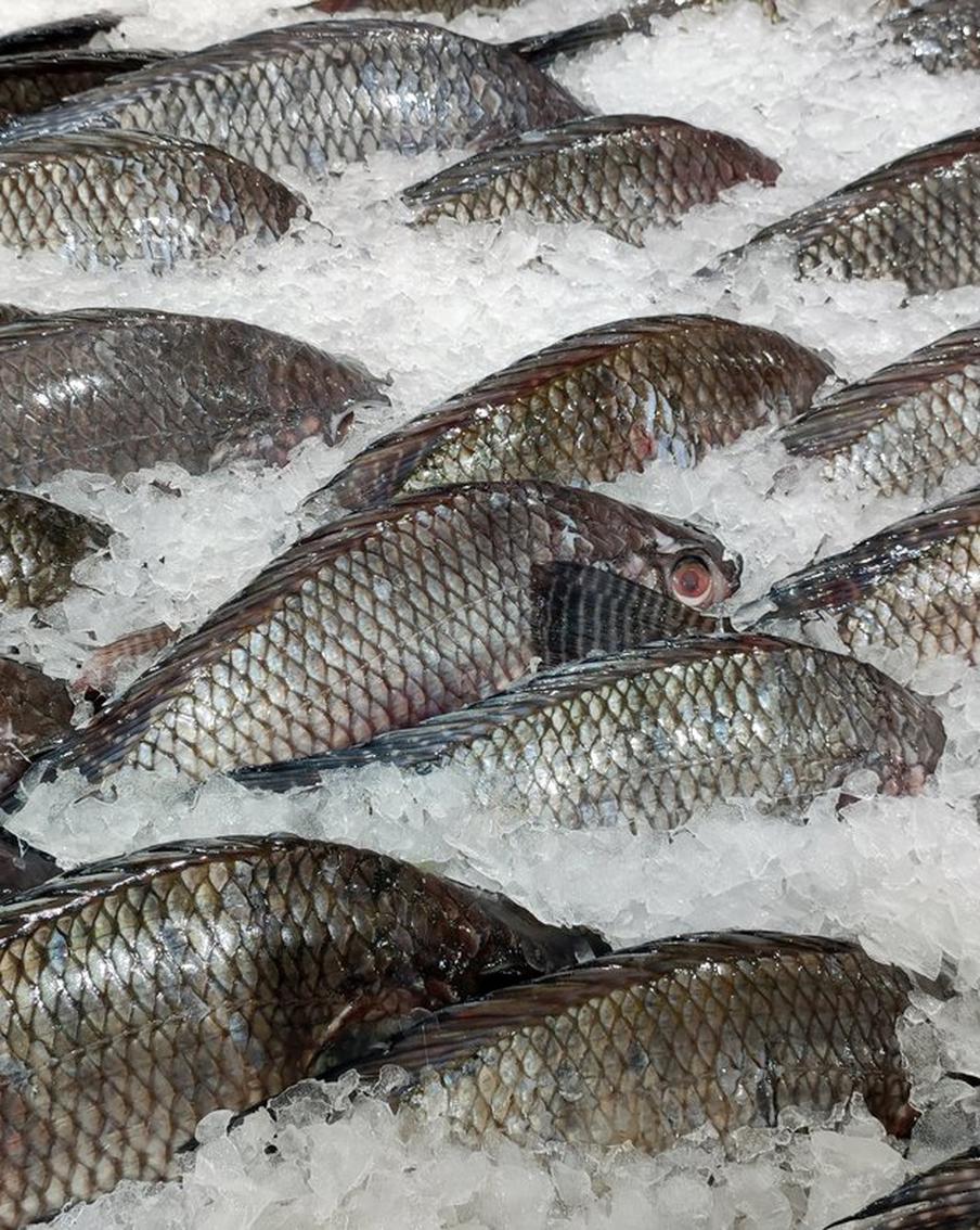 В британском порту на торгах продали тунца весом 210 килограмм