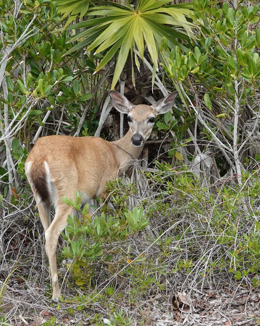 Учёные предупредили о росте угрозы "зомби-болезни" во Флориде