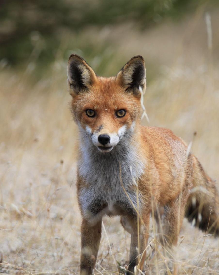 Учёные раскрыли, как красная лисица захватила Австралию за 60 лет