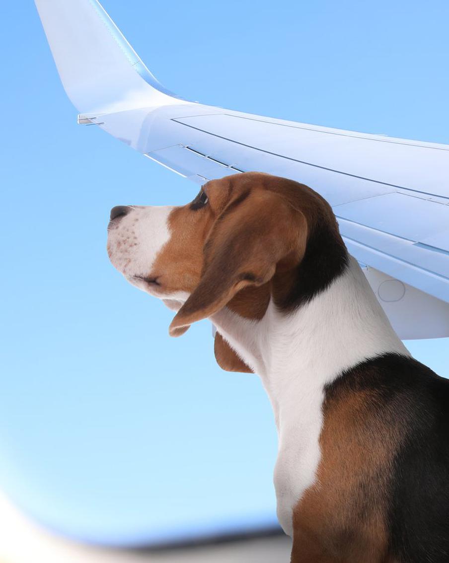 Суд ЕС: домашних животных в самолётах можно считать багажом