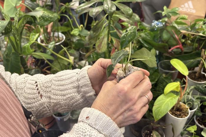 Как прошёл своп растений и кто боролся за фикус