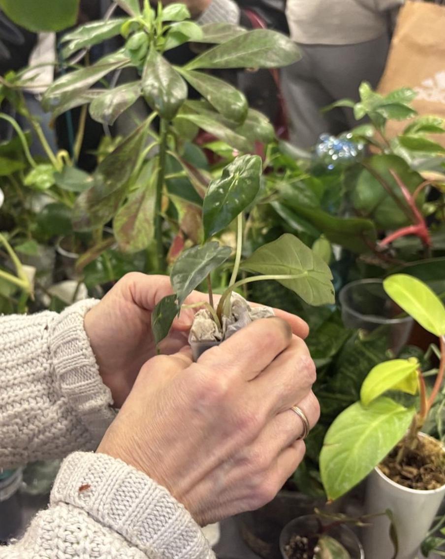 Как прошёл своп растений и кто боролся за фикус