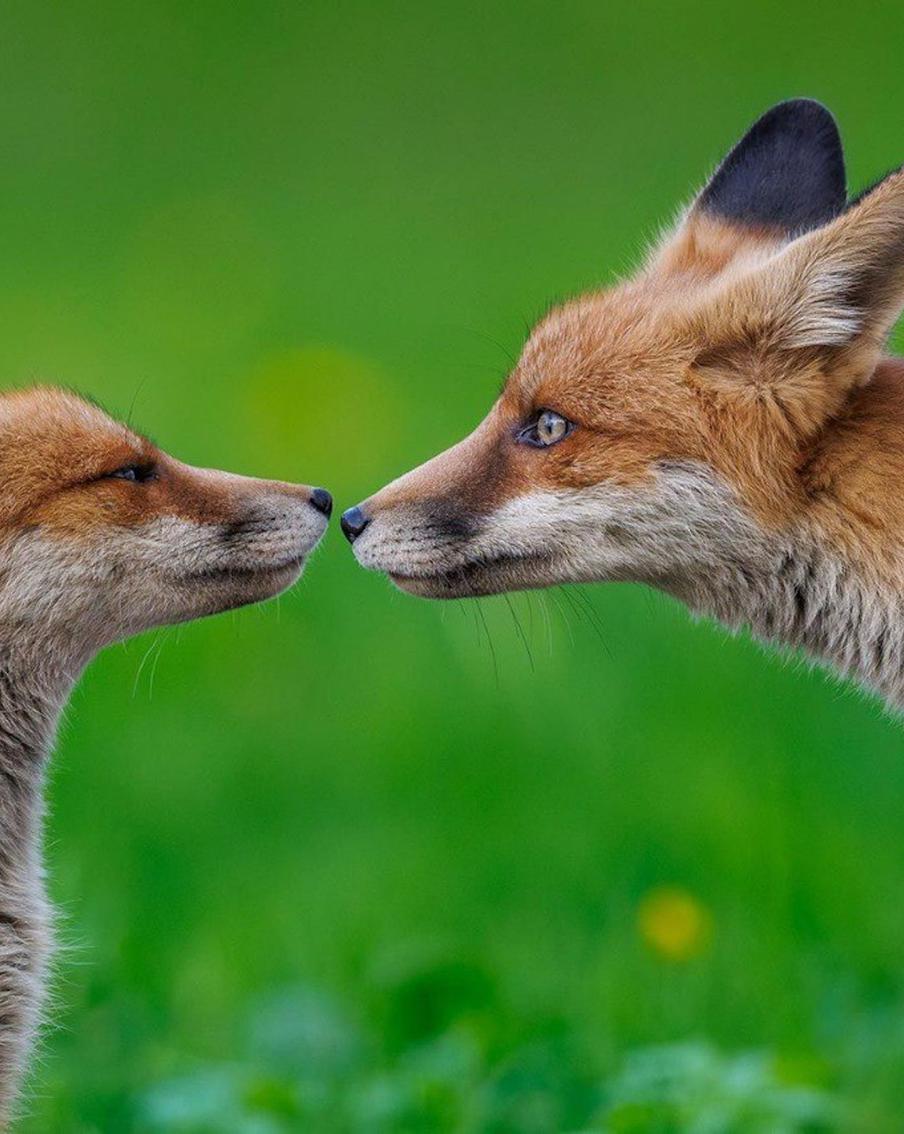 Где в Москве можно встретить лисицу и сову: победители фотоконкурса "Дикая природа Москвы" рассказали Metro о своих героях