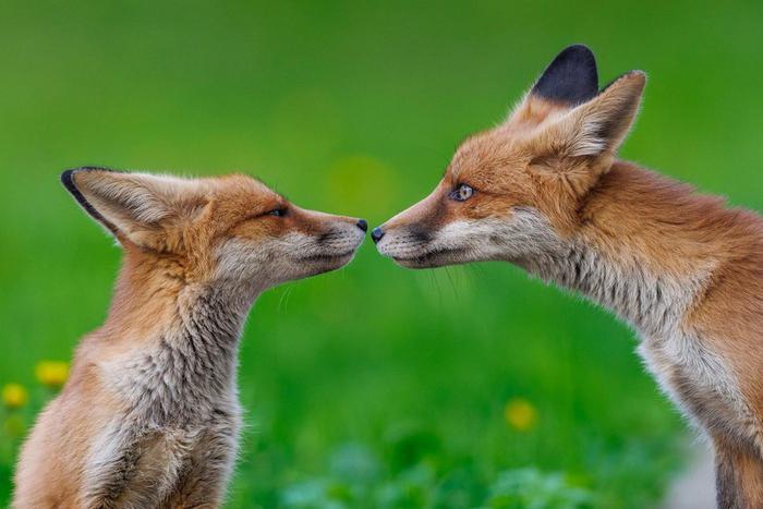 Где в Москве можно встретить лисицу и сову: победители фотоконкурса "Дикая природа Москвы" рассказали Metro о своих героях