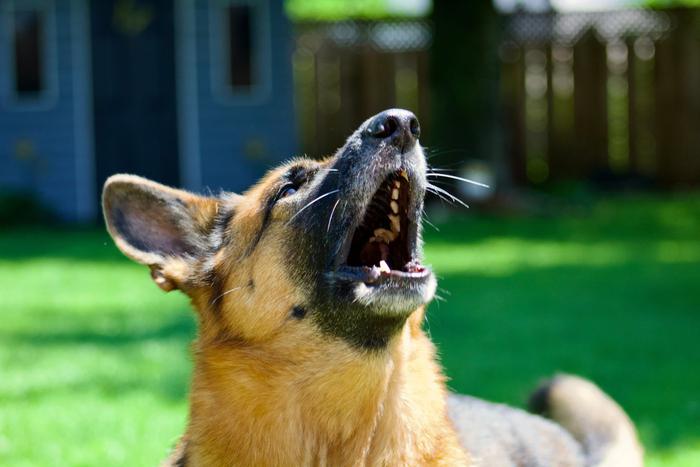 Владельцев животных обяжут убирать за питомцами в подъездах
