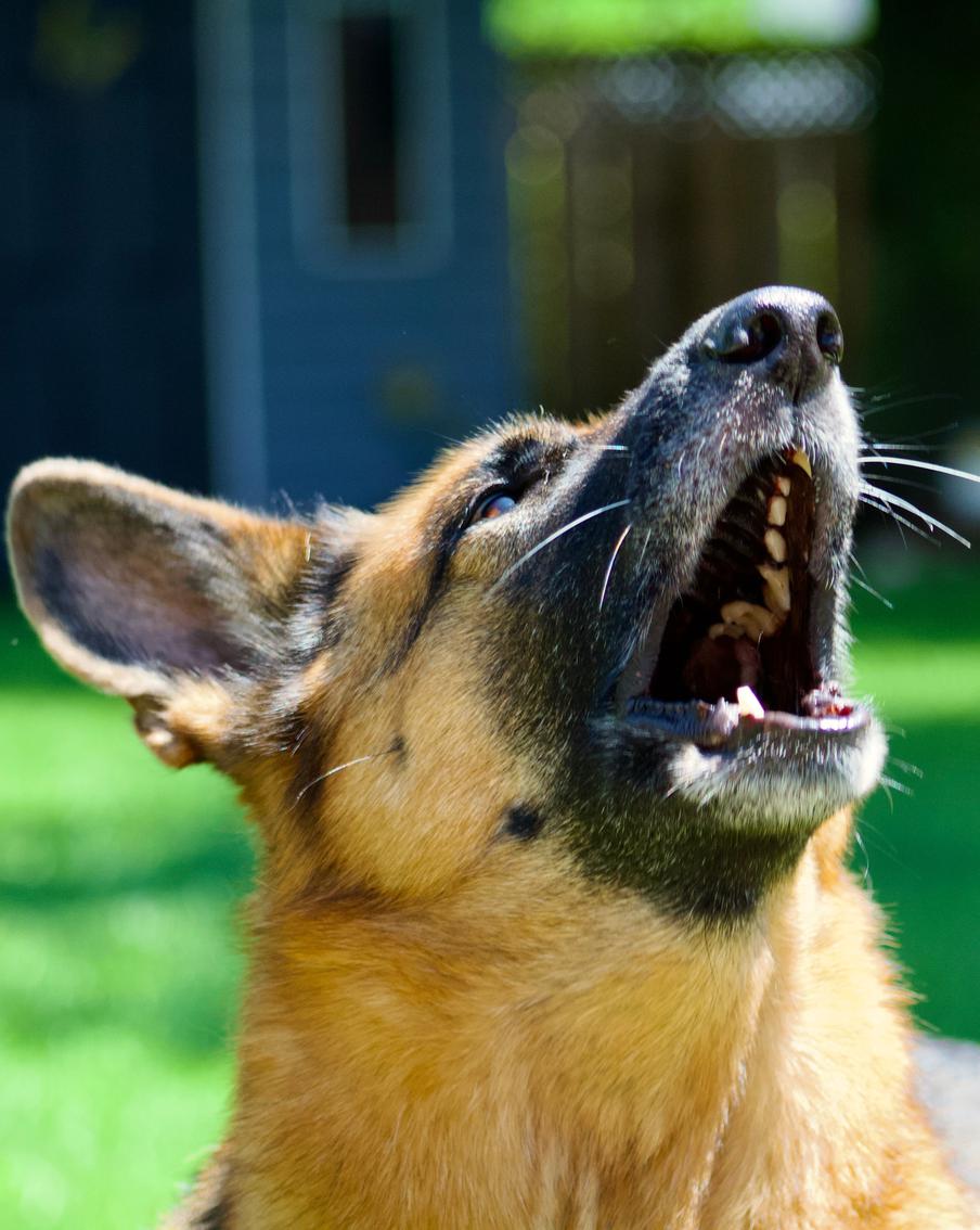 Владельцев животных обяжут убирать за питомцами в подъездах
