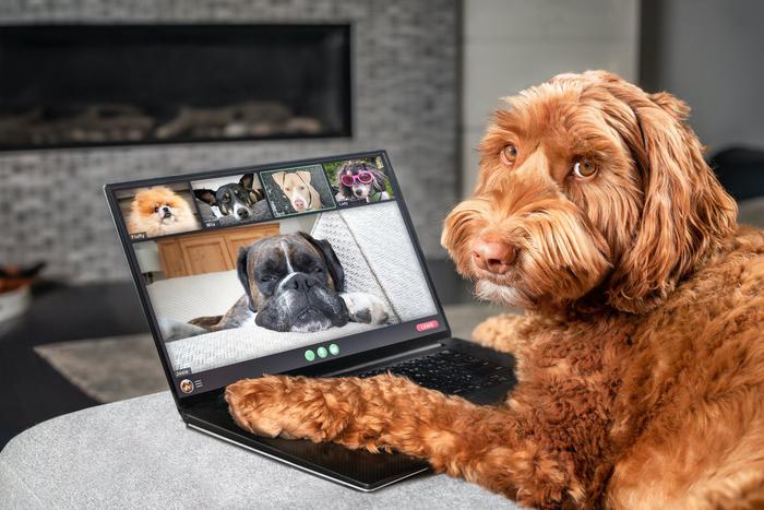 Собаки на работе: какие необычные профессии осваивают питомцы по всему миру