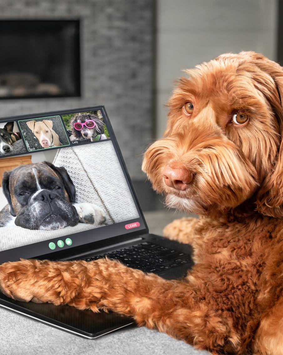 Собаки на работе: какие необычные профессии осваивают питомцы по всему миру