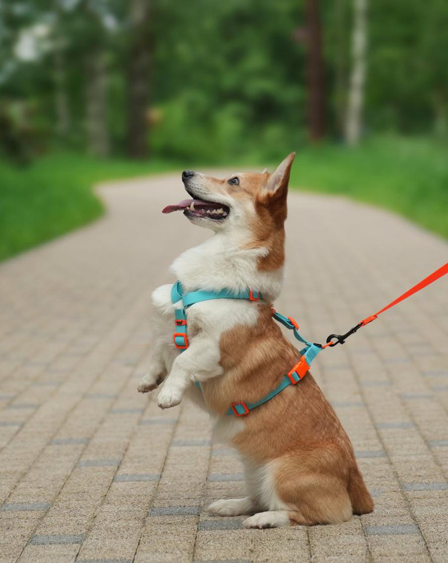 Осенняя Москва для собак: интересные маршруты и советы ветеринара