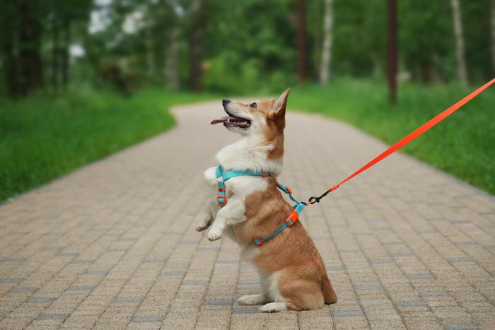Осенняя Москва для собак: интересные маршруты и советы ветеринара