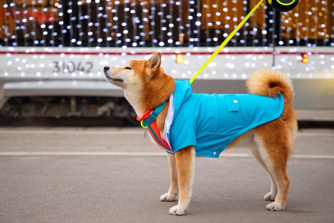 В Москве становится всё больше мест, где хвостатые гости – желанные посетители.