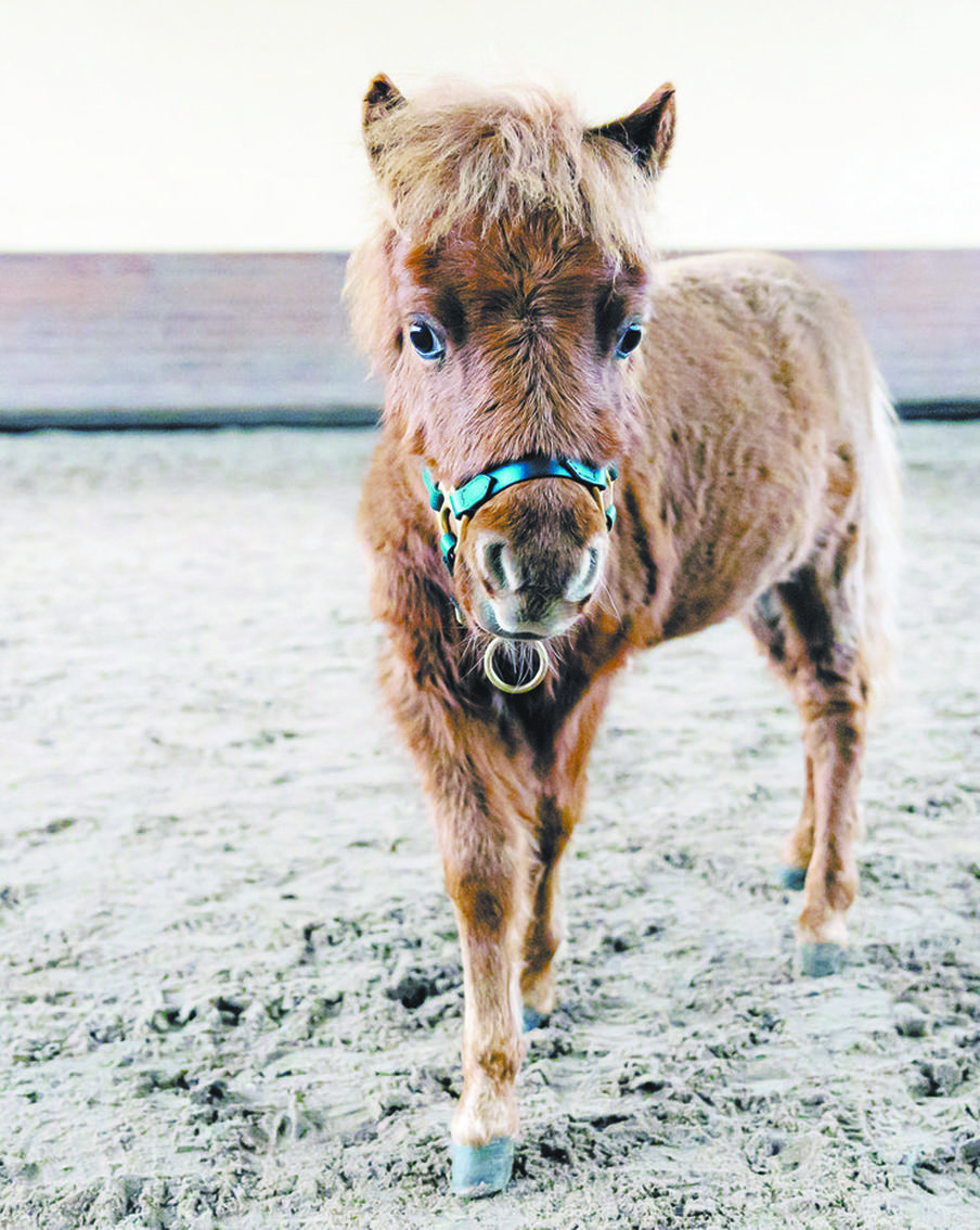 Лошадка Лабуба готовится стать преподавателем. Как и кого она будет обучать, Metro рассказали в Тимирязевке