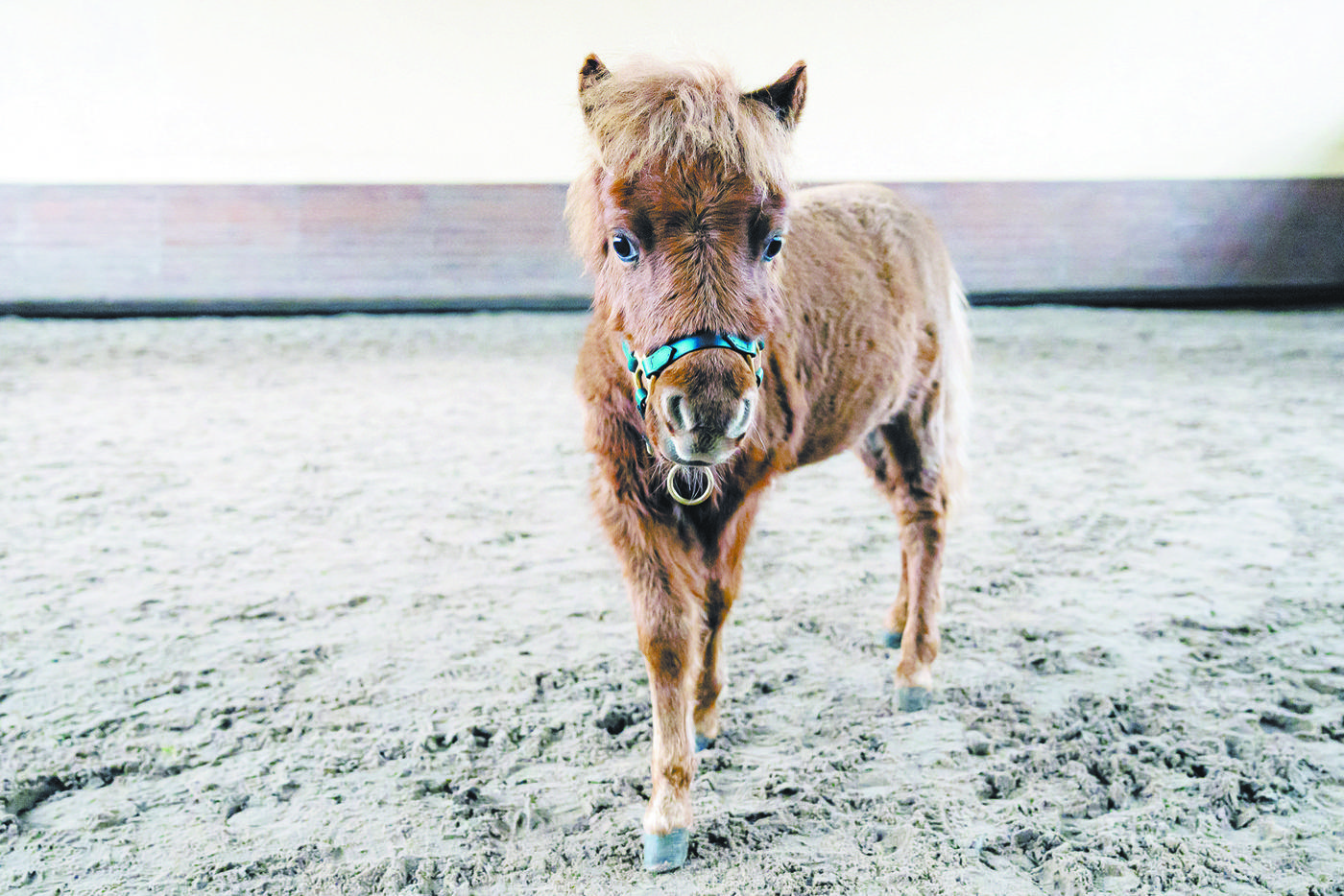 Лошадка Лабуба готовится стать преподавателем Тимирязевской академии