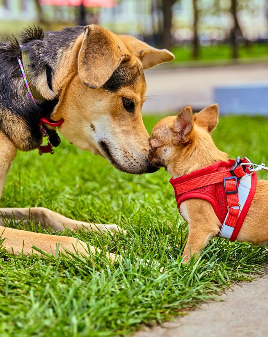 Выбрать любимца из приюта поможет новый сервис "Моспитомец" на mos.ru