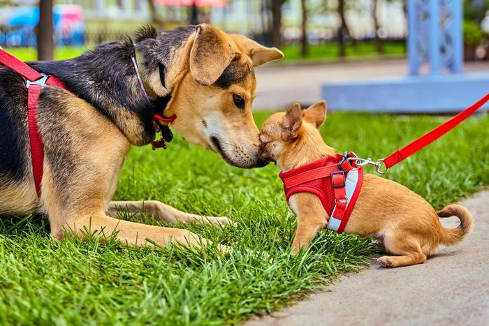 Выбрать любимца из приюта поможет новый сервис "Моспитомец" на mos.ru