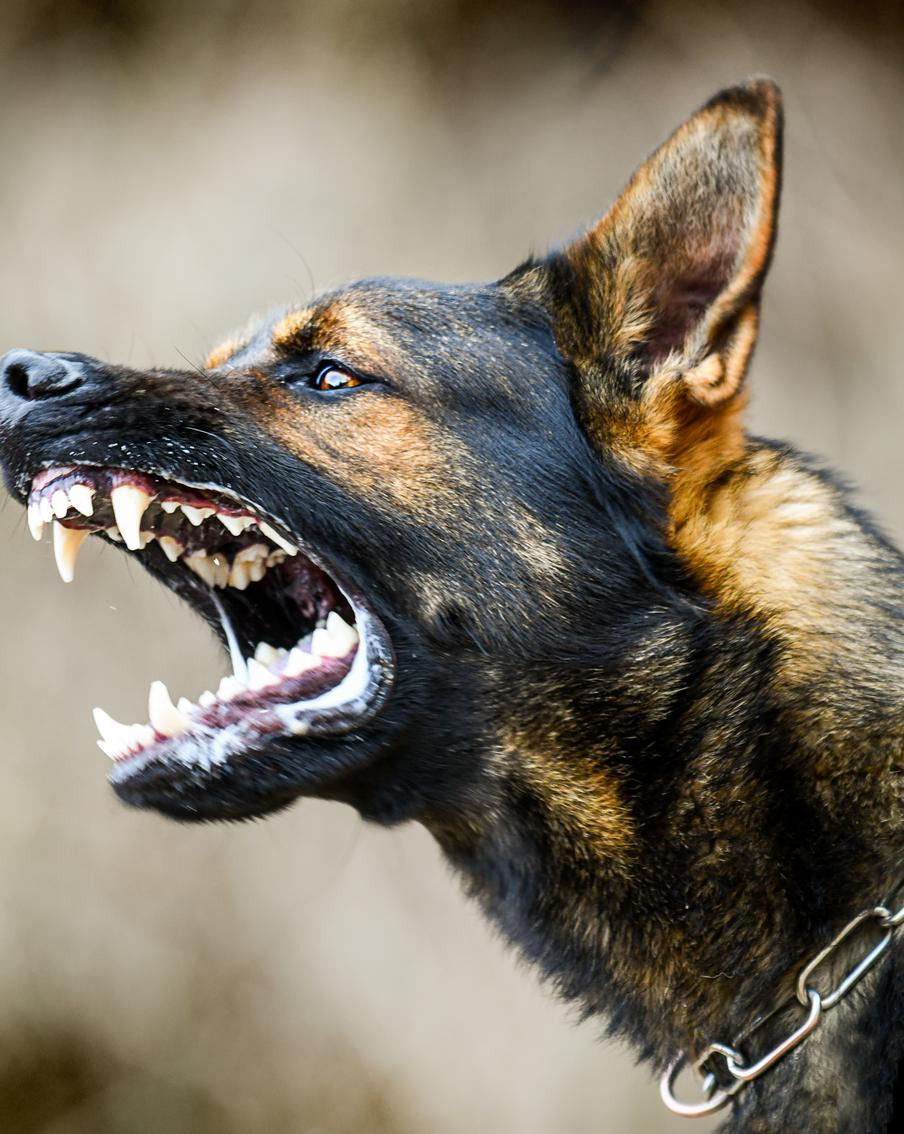 После гибели девочки в Якутии от собак экс-главу посёлка судят за халатность. Трагедия в Чульмане потрясла всю Якутию: стая бродячих псов напала на 12-летнюю школьницу Вику Кашубу. Девочка умерла в больнице, а глава посёлка оказался на скамье подсудимых за бездействие, приведшее к гибели ребёнка