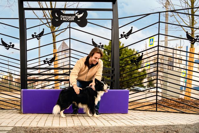 Сервис "Моспитомец" поможет найти дом большому числу животных — зампред МГД