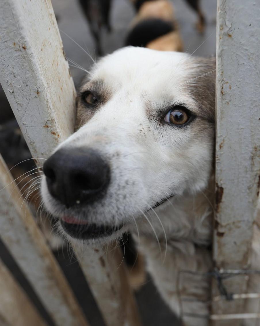 С сервисом "Моспитомец" помогать животным станет проще для каждого