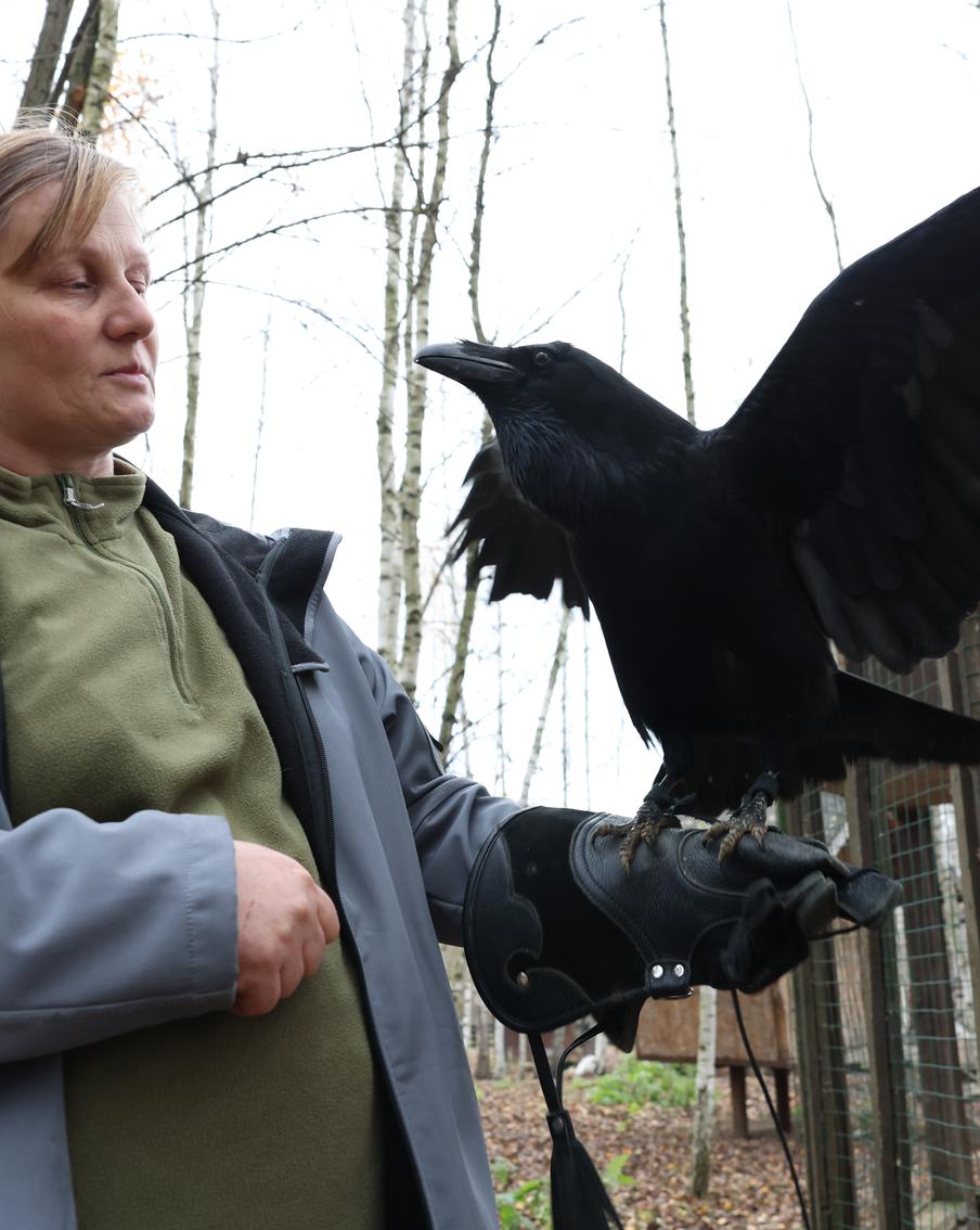 Говорящий ворон Карлуша стал звездой соцсетей: Metro отправилось на встречу с крылатым говоруном