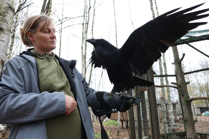 Говорящий ворон Карлуша стал звездой соцсетей: Metro отправилось на встречу с крылатым говоруном