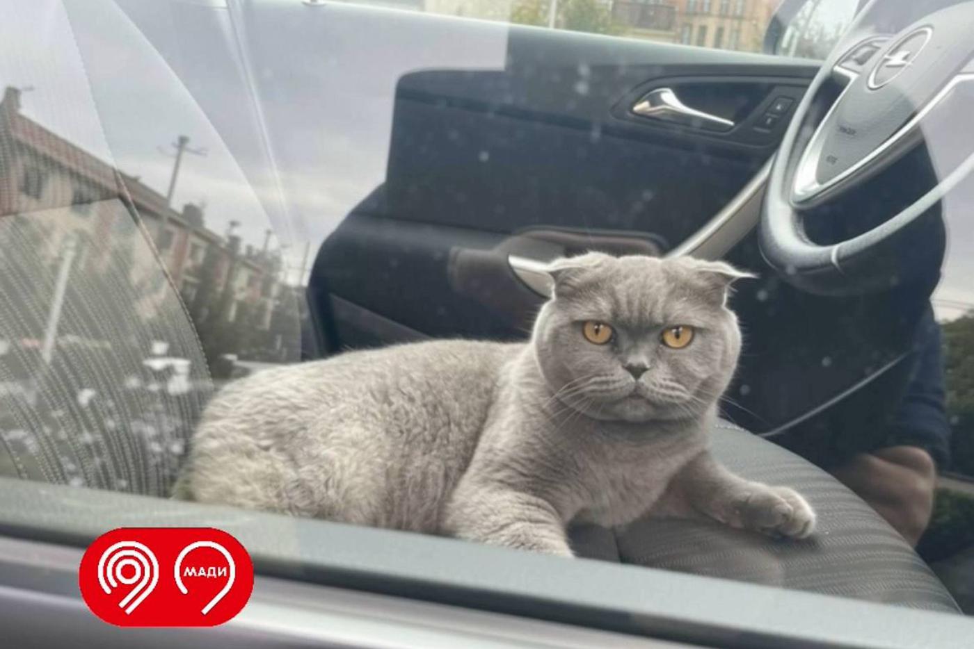 Максим Ликсутов призвал московских водителей не оставлять домашних животных в автомобилях