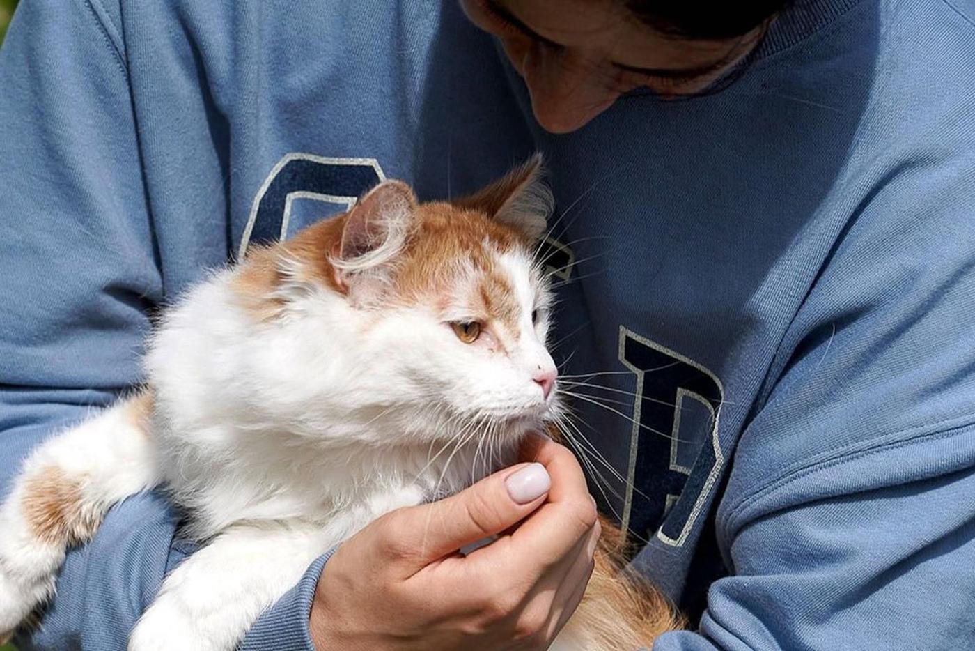 Сервис "Моспитомец" поможет делать больше добрых дел — предприниматель