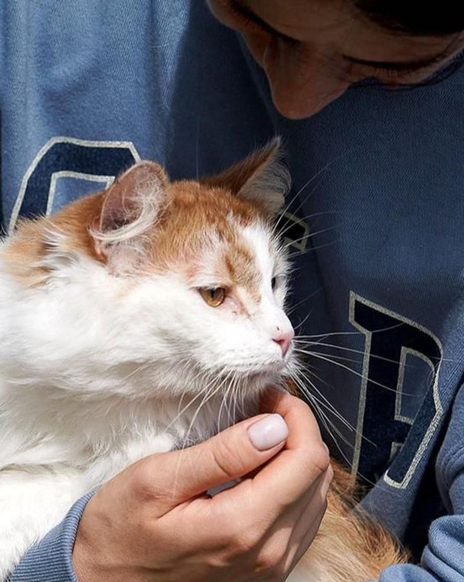 Предприниматель: Здорово, что Москва создаёт сервисы для владельцев животных