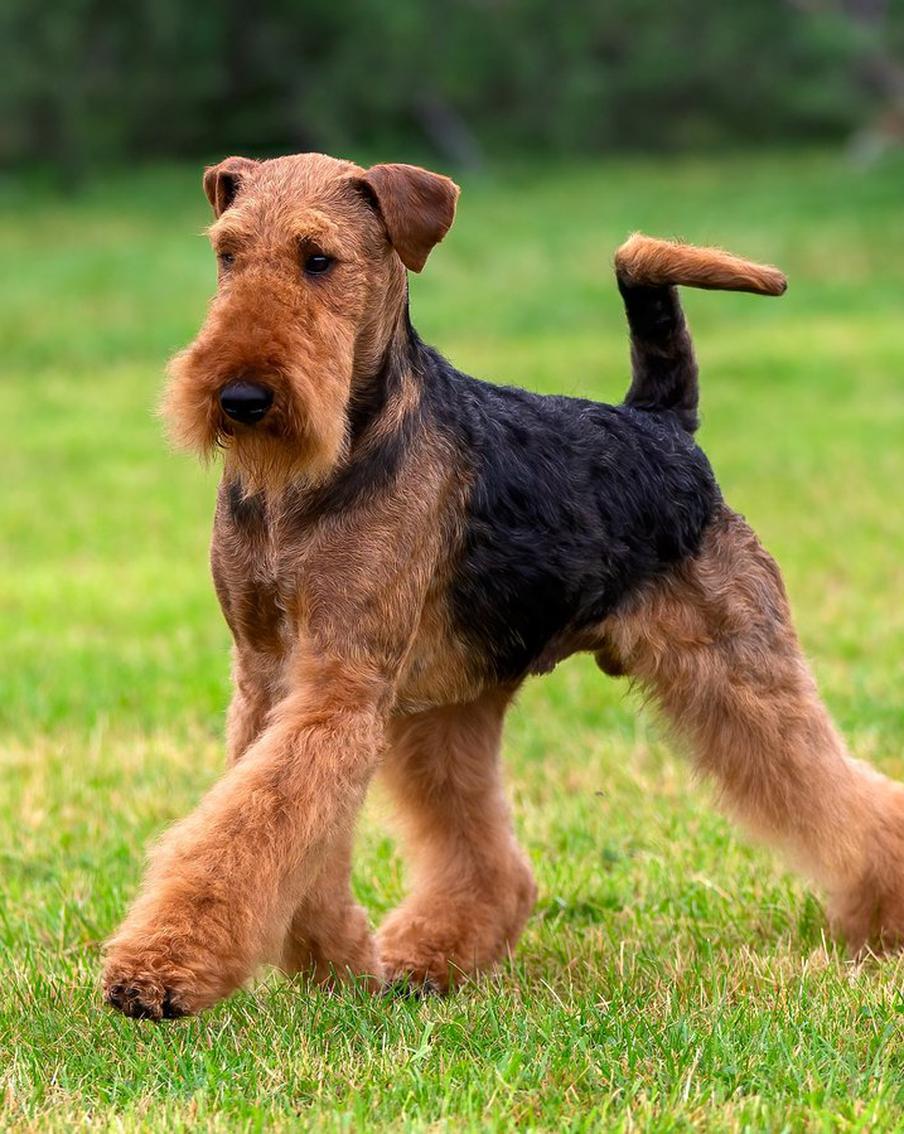 200 часов работ за убийство собаки: почему жителю Москвы вынесли такой приговор