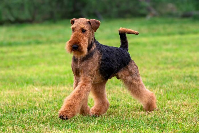 200 часов работ за убийство собаки: почему жителю Москвы вынесли такой приговор