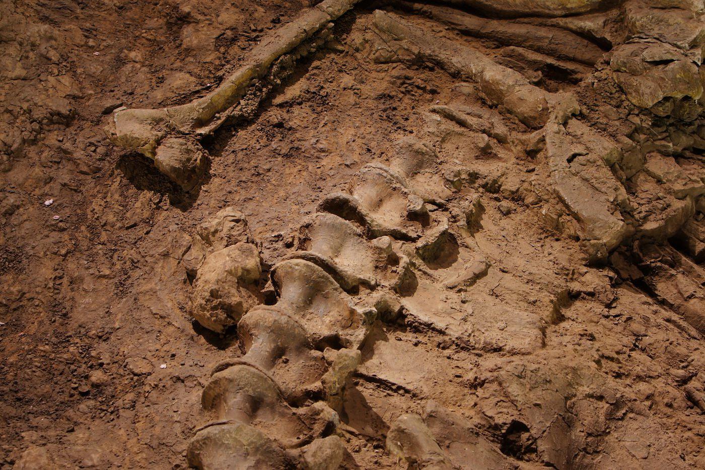 Палеонтологи назвали новый вид вымершего гигантского медведя ураканом Борисяка