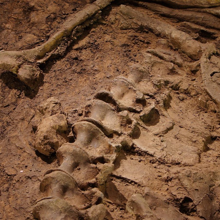 Палеонтологи назвали новый вид вымершего гигантского медведя ураканом Борисяка. Директор Палеонтологического института имени Борисяка Российской академии наук Алексей Лопатин объявил о находке нового вида гигантского медведя, который жил на территории нашей страны около 5-6 миллионов лет назад