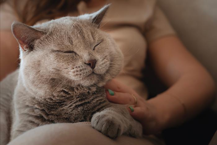 Сервис "Моспитомец" на mos.ru поможет животным из приютов обрести семью