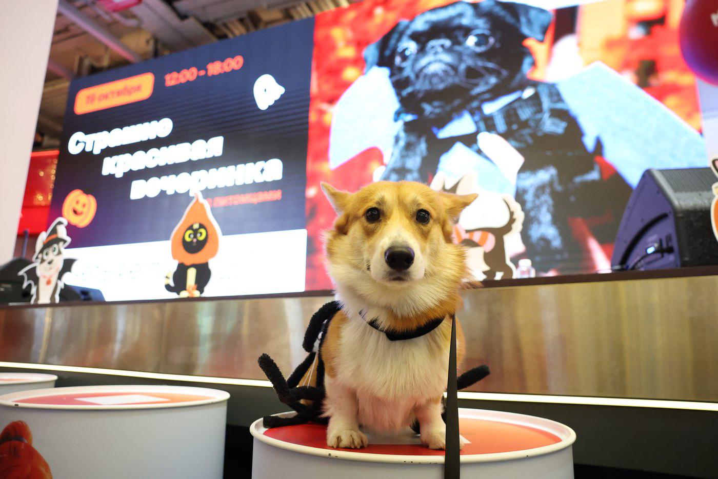 Корги Руди притворился "сладкой булочкой",
скрыв своенравный характер.