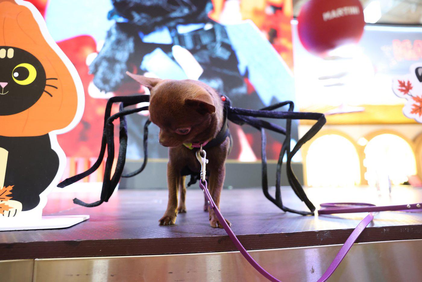 Собака-паучок привлекала внимание зрителей.