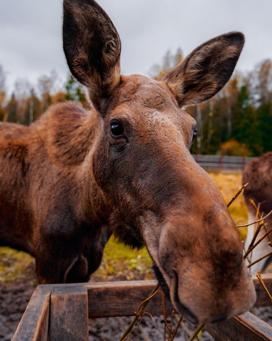 Как московские ученые следят за здоровьем лосей в национальном парке