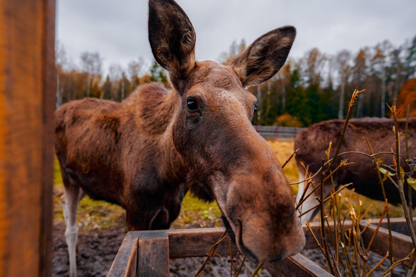 Москва использует современные технологии для заботы о популяции лосей