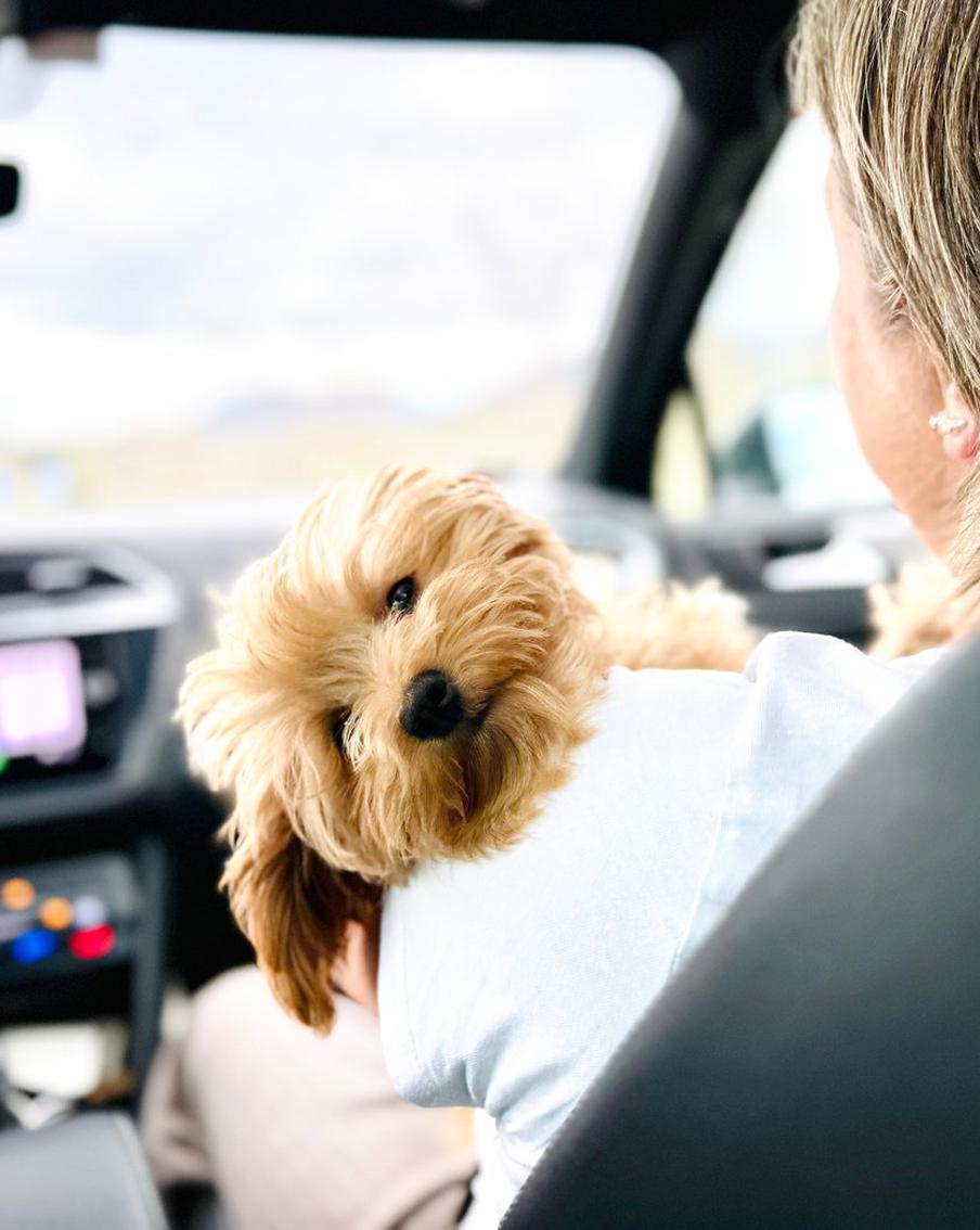 "Моспитомец" делает поиск семьи для животных прозрачным и быстрым — эксперт