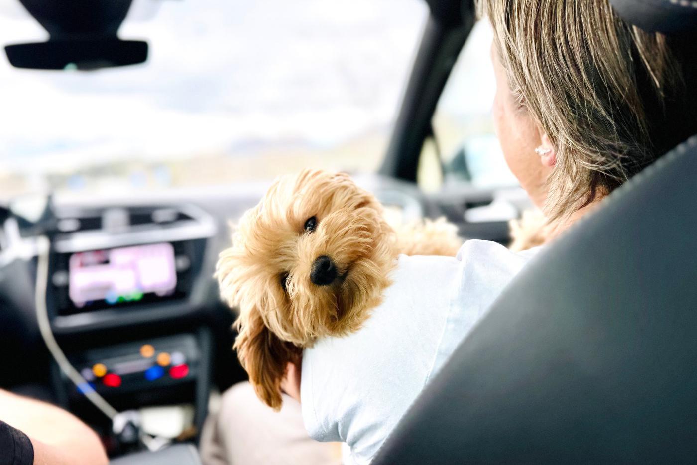 "Моспитомец" делает поиск семьи для животных прозрачным и быстрым — эксперт