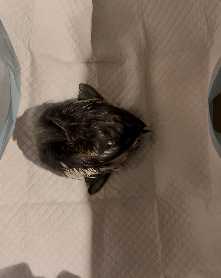 Одна из спасённых волонтёрами птиц