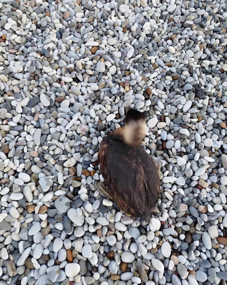 Испачкавшиеся в мазуте птицы на побережье Туапсе