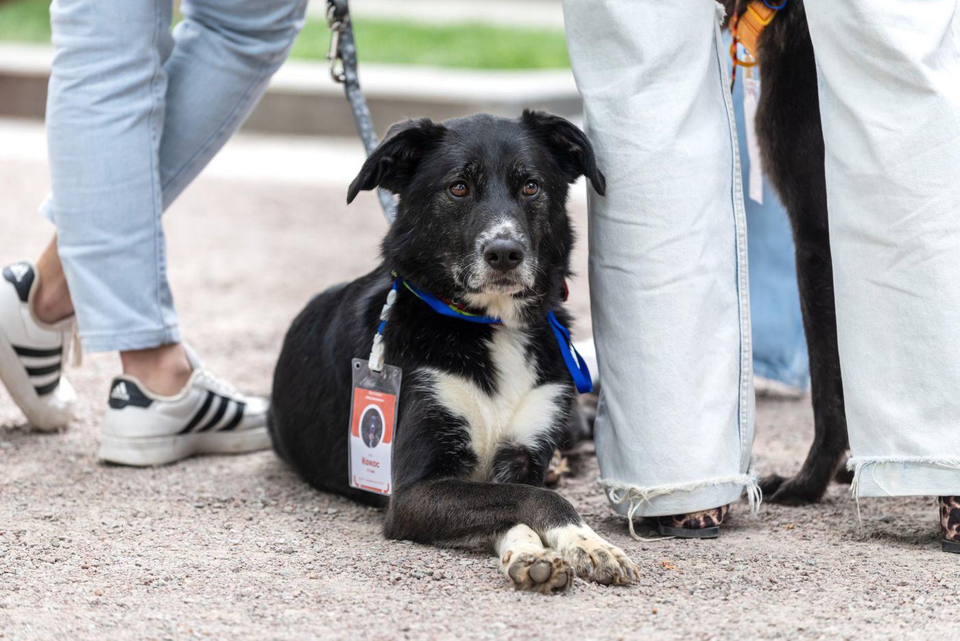 Как помочь с адаптацией животному, взятому из приюта через "Моспитомца"