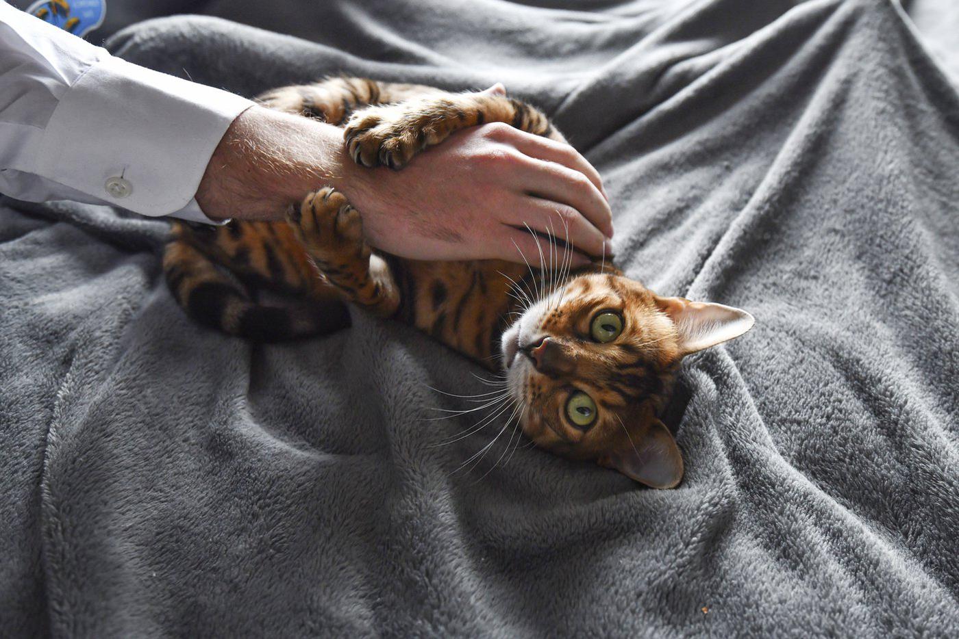 Адаптация – сложный период для пушистиков.