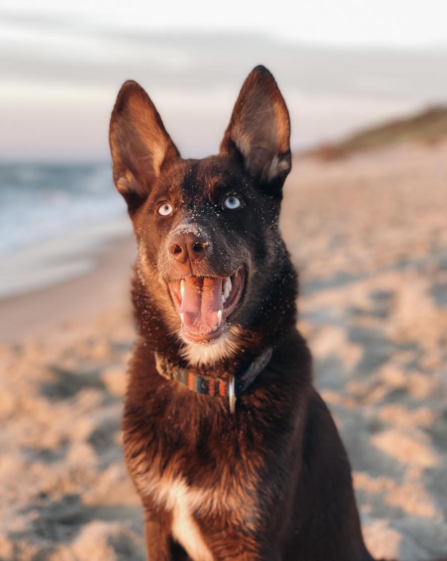 "Счастливая котомать": собака помогает москвичке заботиться о котятах, взятых на передержку