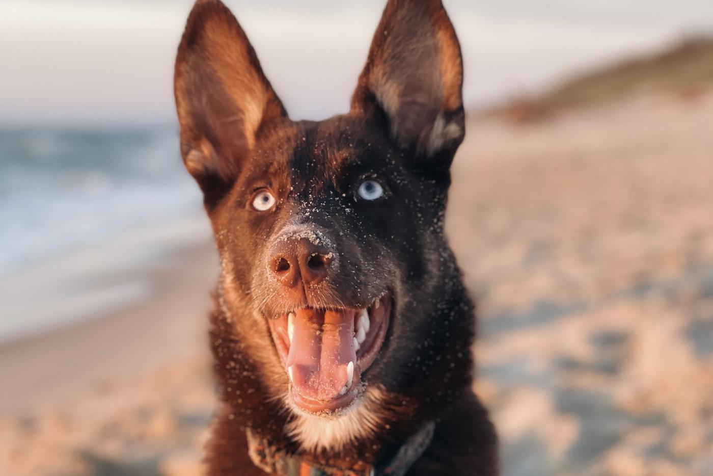 Собака, воспитывающая котят, покорила москвичей: Metro узнало историю четвероногой милашки Юми