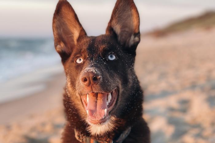 Собака, воспитывающая котят, покорила москвичей: Metro узнало историю четвероногой милашки Юми