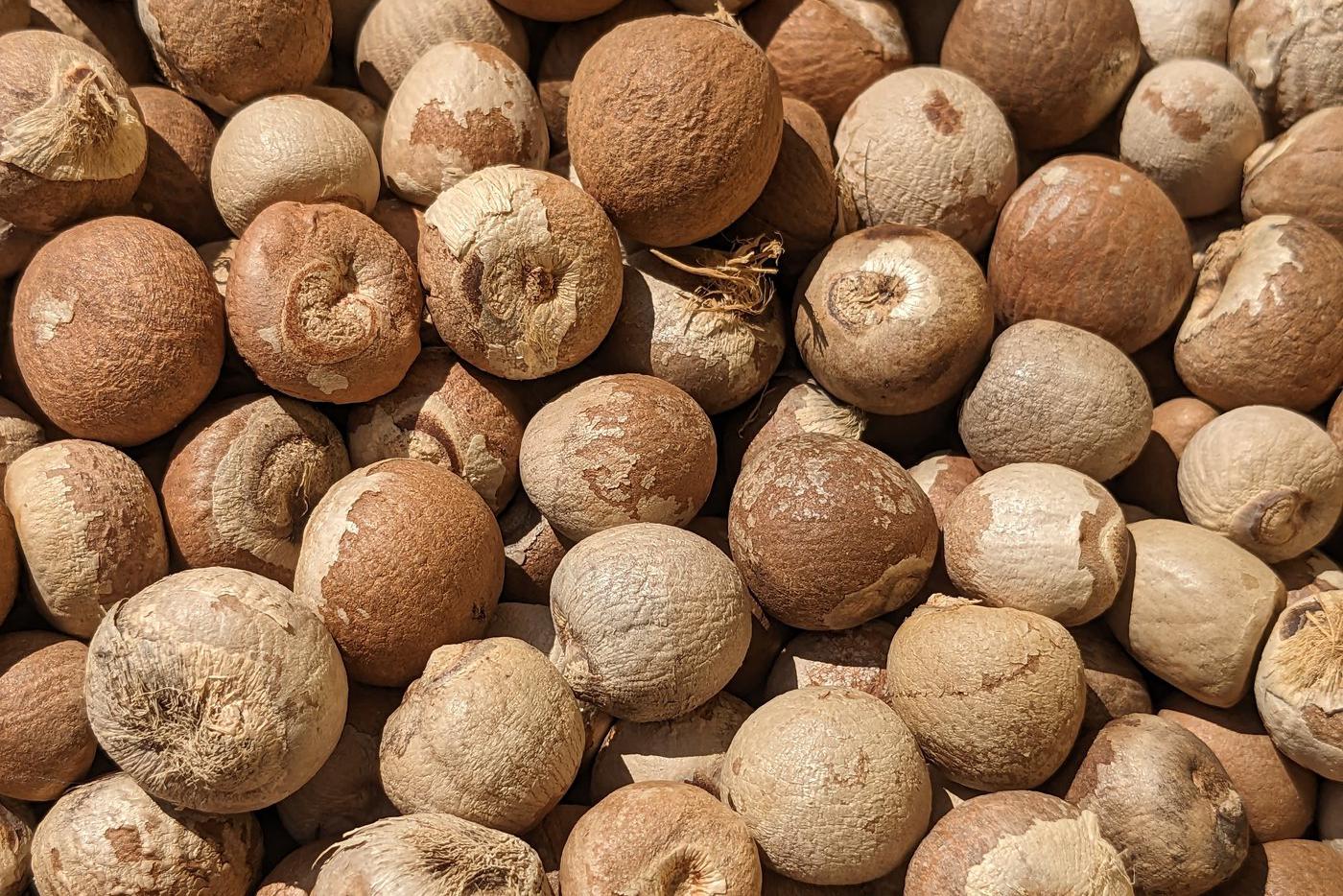 Бетельный орех до извлечения из него "ядра"