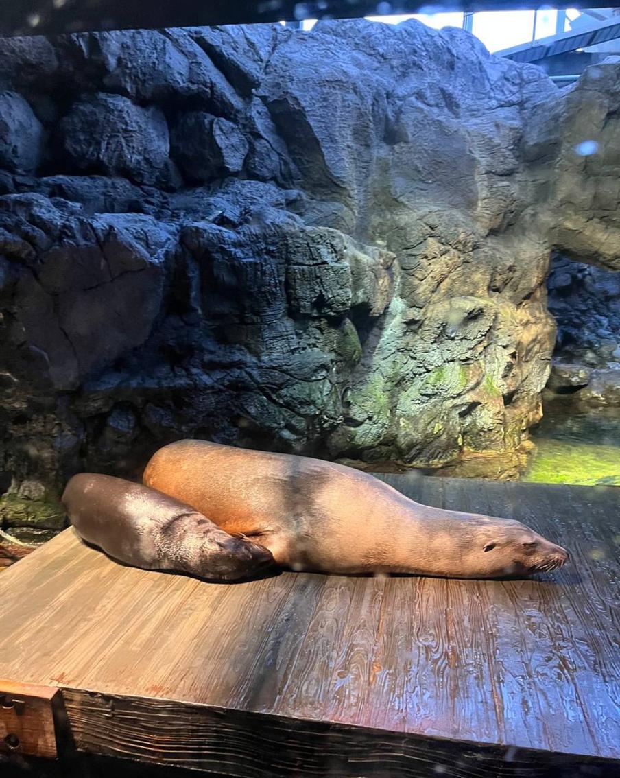 Животные в океанариуме Кайюкан.