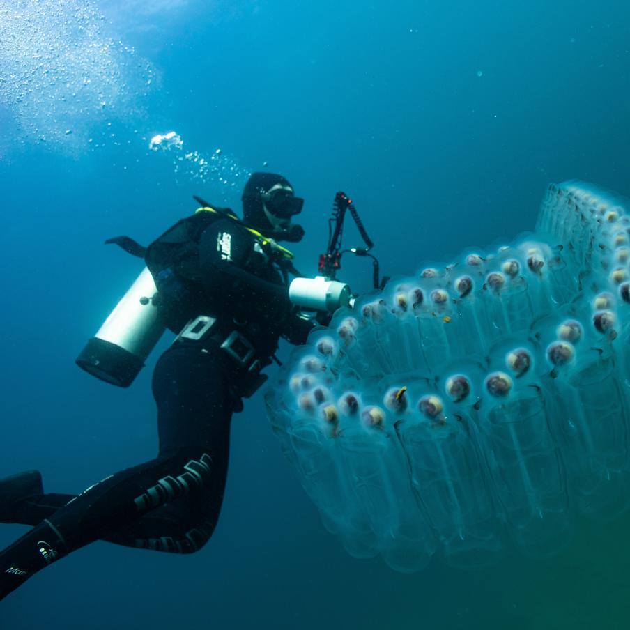 Российских туристов после шторма на Филиппинах покусала местная морская фауна. После прошедшего на Филиппинах тайфуна "Калмаэги" к берегу прибило сальп. Эти морские животные впоследствии укусили нескольких российских туристов