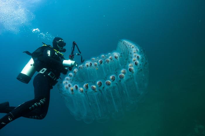 Российские туристы пострадали от укусов морских животных во время отдыха на Филиппинах